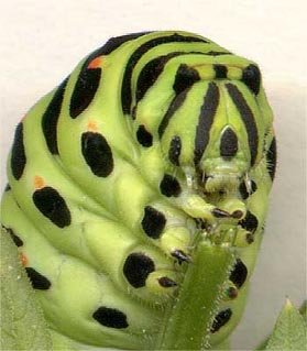 Гусеница бабочки Papilio machaon