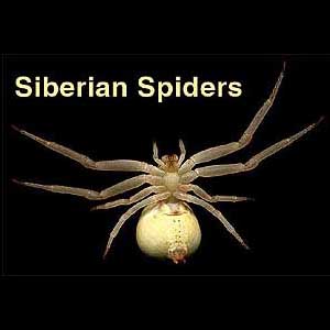 SIBERIAN SPIDERS
