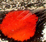 Parnassius phoebus