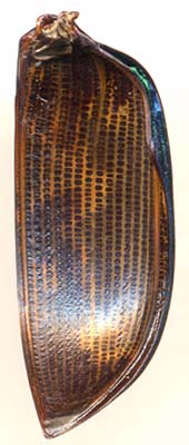 Надкрылье жука-красотела Calosoma sycophanta 
вид снизу //
сканография О.Берлова